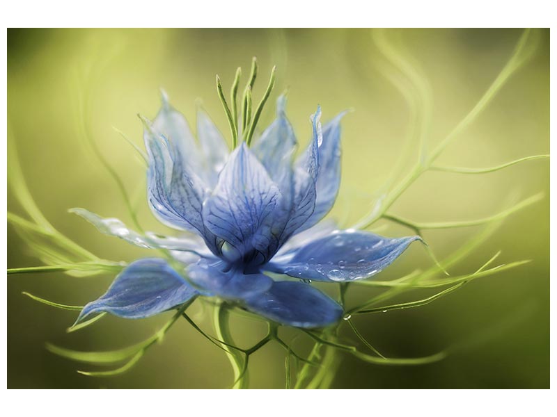 canvas-print-nigella-x