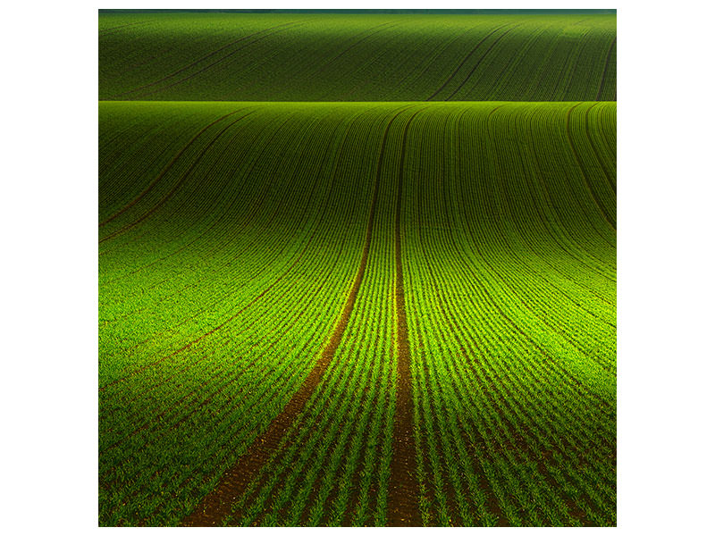 canvas-print-november-green