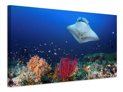 canvas-print-ocean-manta-ray-on-the-reef-x