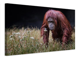 canvas-print-orangutan-with-butterfly-x