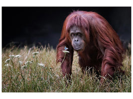 canvas-print-orangutan-with-butterfly-x