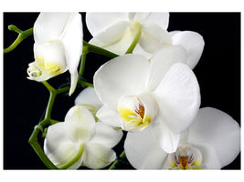 canvas-print-orchid-close-up