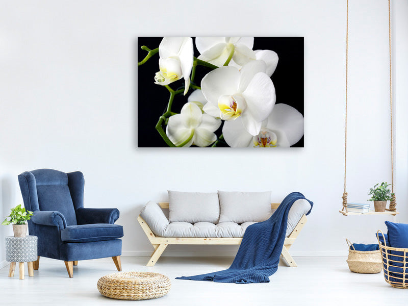 canvas-print-orchid-close-up