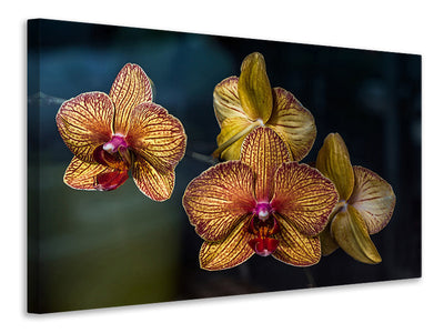 canvas-print-orchidaceae