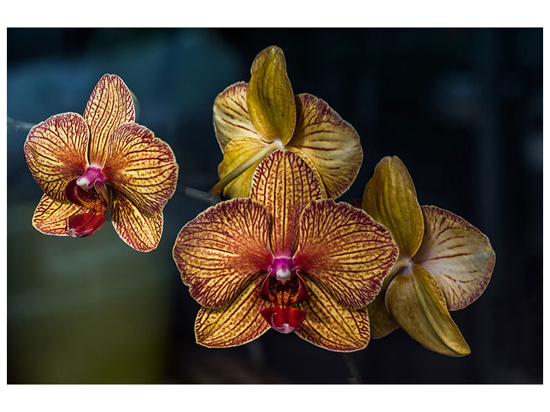 canvas-print-orchidaceae