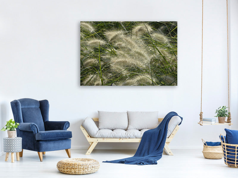 canvas-print-ornamental-grass-in-the-wind