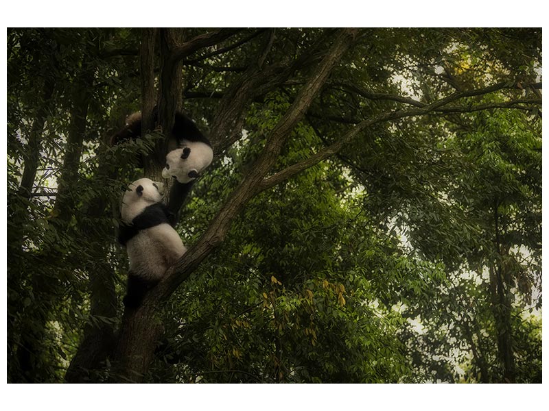 canvas-print-panda-x