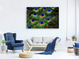 canvas-print-peacock-feathers-xxl