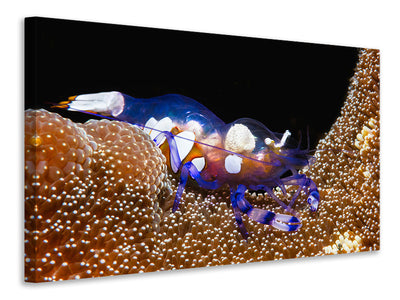 canvas-print-peacock-tail-anemone-shrimp
