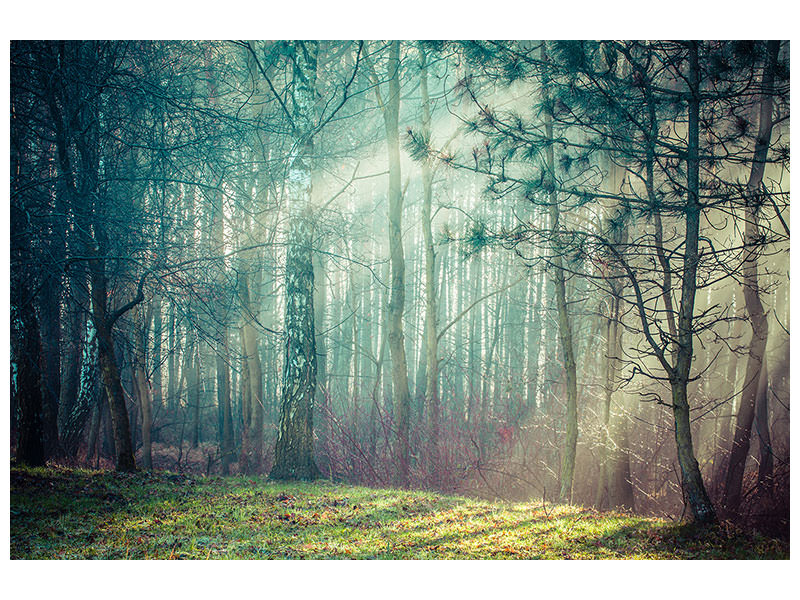 canvas-print-pinewood