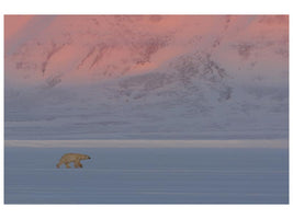 canvas-print-polar-bear-x