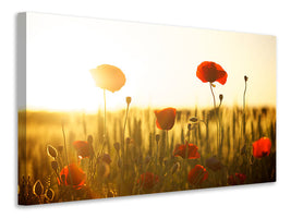 canvas-print-poppy-in-the-sunset