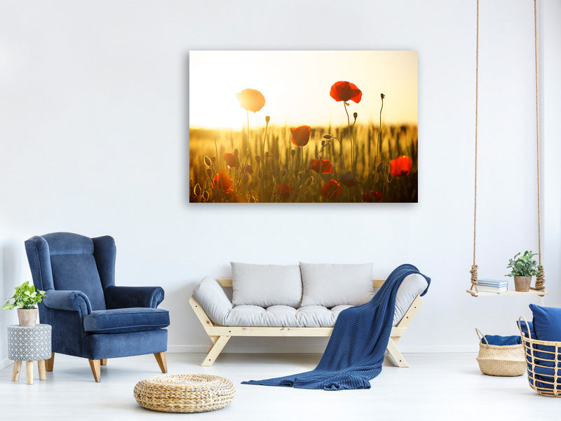 canvas-print-poppy-in-the-sunset