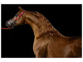 canvas-print-proud-horse