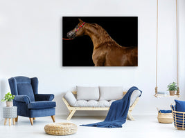 canvas-print-proud-horse