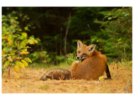 canvas-print-red-fox-algonquin-park-x