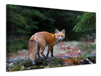 canvas-print-red-fox-in-algonquin-park-x