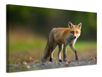 canvas-print-red-fox-xde