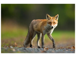 canvas-print-red-fox-xde