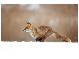 canvas-print-red-fox-xmv