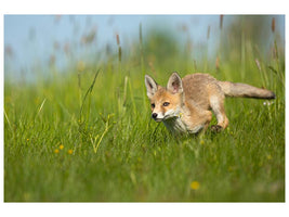 canvas-print-red-fox-xue