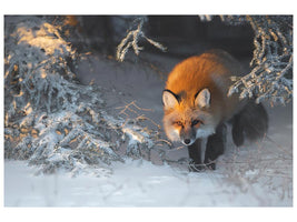 canvas-print-red-fox-xxr