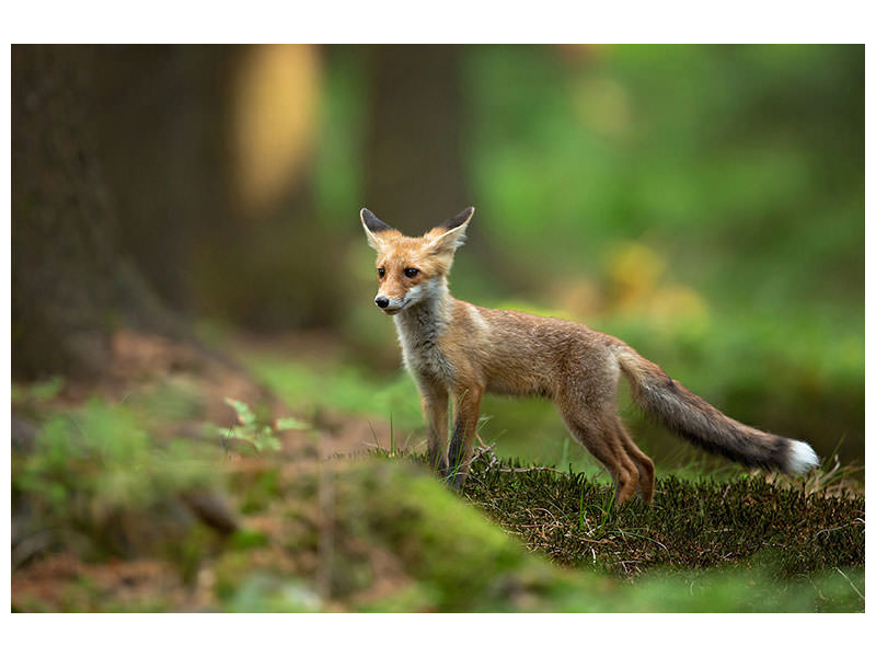 canvas-print-red-fox