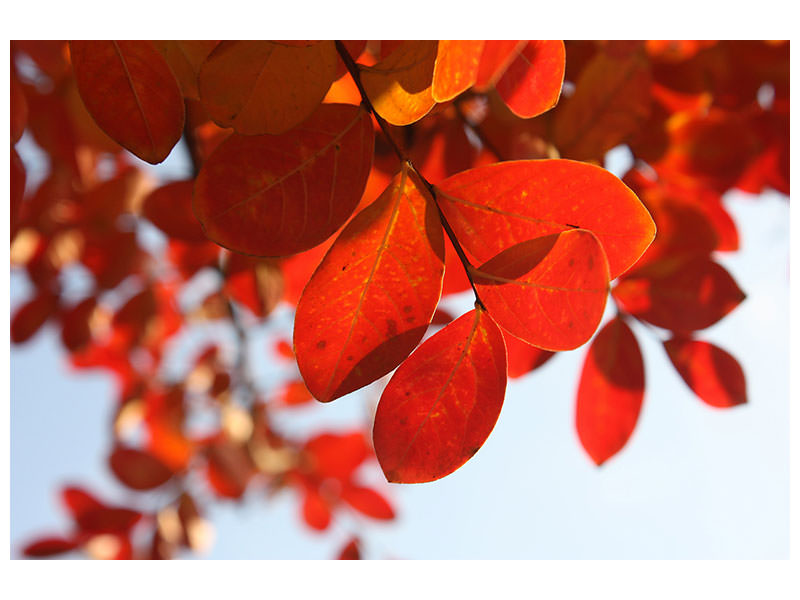 canvas-print-red-leaves-xl