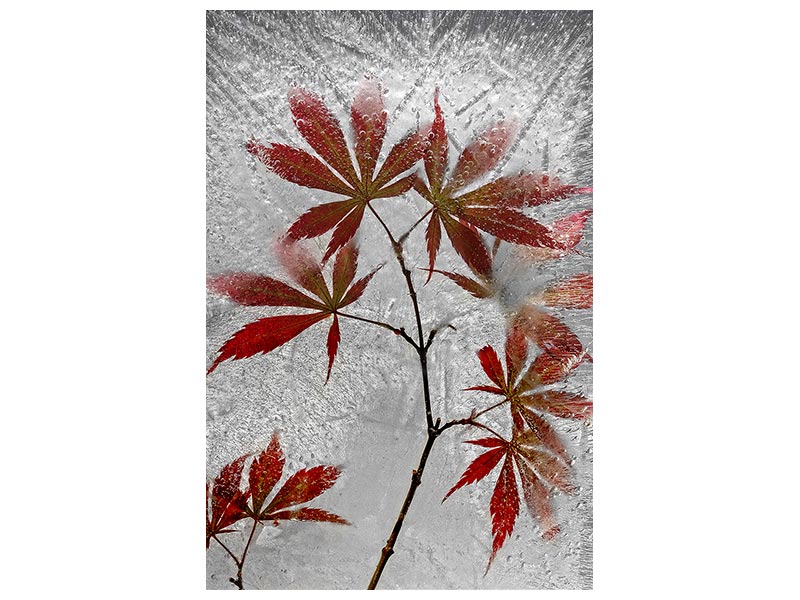 canvas-print-red-maple-x
