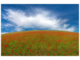 canvas-print-red-poppies