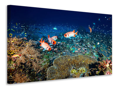 canvas-print-reef-lifeii