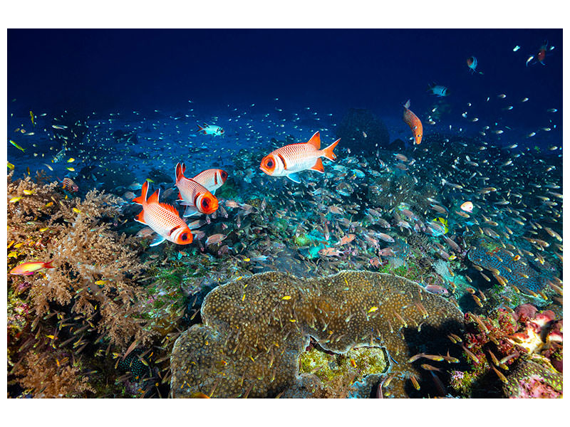 canvas-print-reef-lifeii