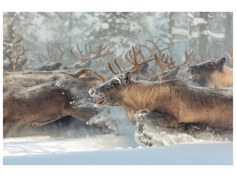 canvas-print-reindeers-iii-x