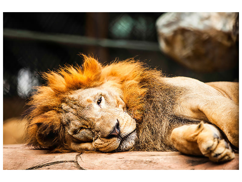 canvas-print-relaxed-lion