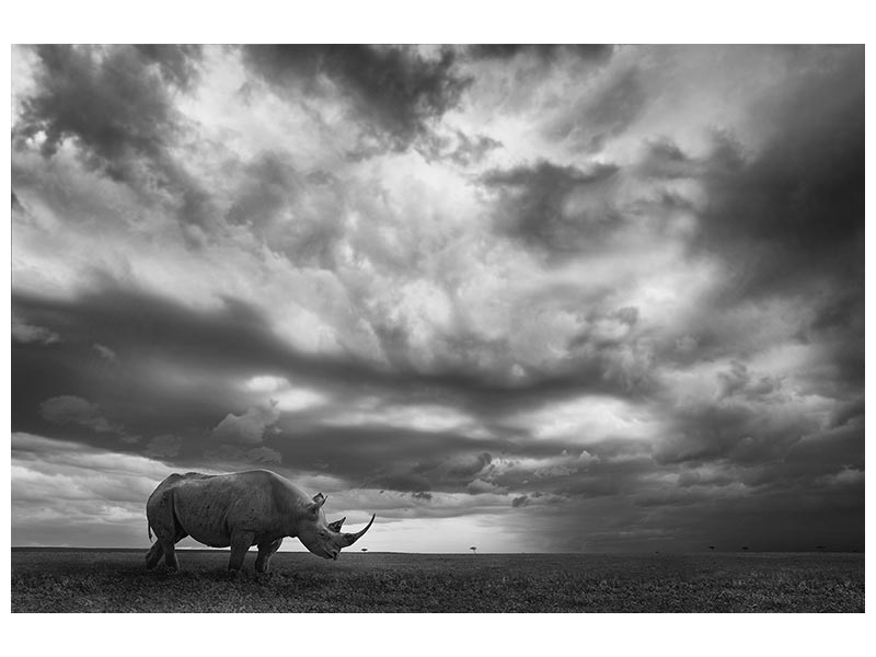 canvas-print-rhino-land-x