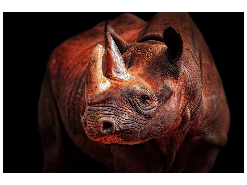 canvas-print-rhino-posing-x