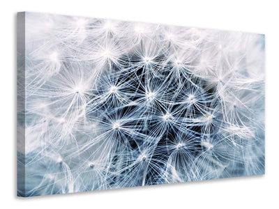 canvas-print-ripe-dandelion-close-up