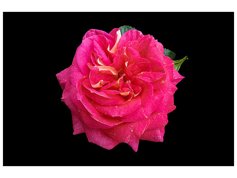 canvas-print-rose-in-red-xxl