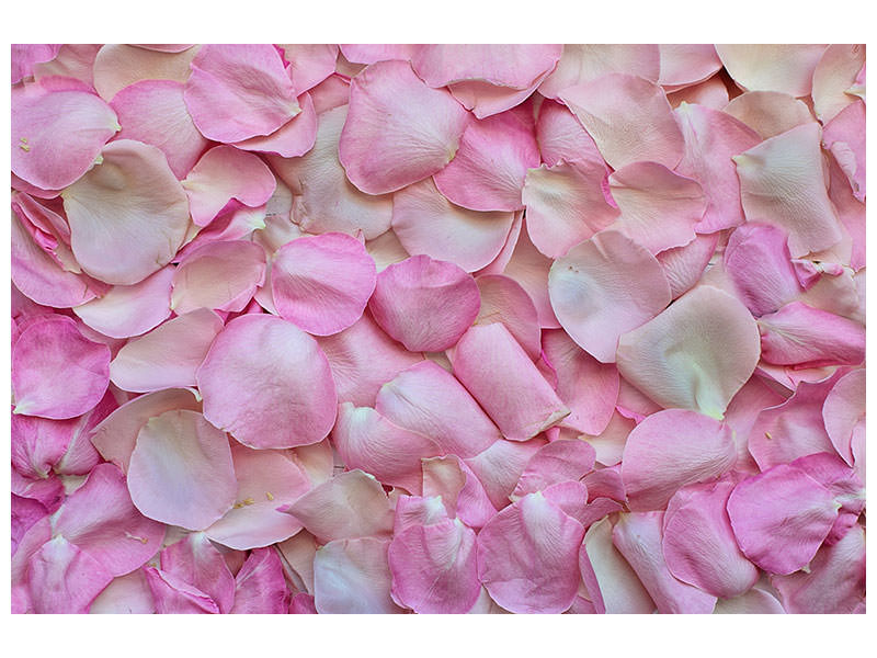 canvas-print-rose-petals-in-pink-ii