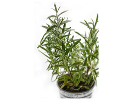 canvas-print-rosemary-in-the-pot