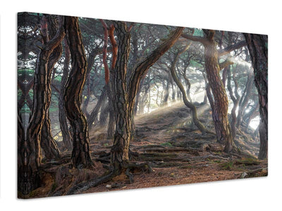 canvas-print-sacred-pine-forest-x