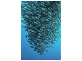 canvas-print-schooling-jackfishes