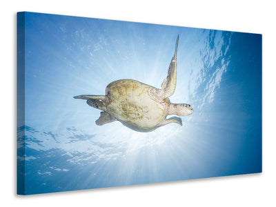 canvas-print-sea-turtle-green-turtle