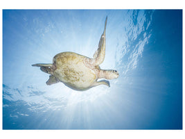 canvas-print-sea-turtle-green-turtle