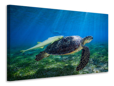 canvas-print-sea-turtle