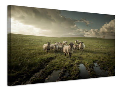 canvas-print-sheep-x