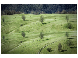 canvas-print-sheeps-x