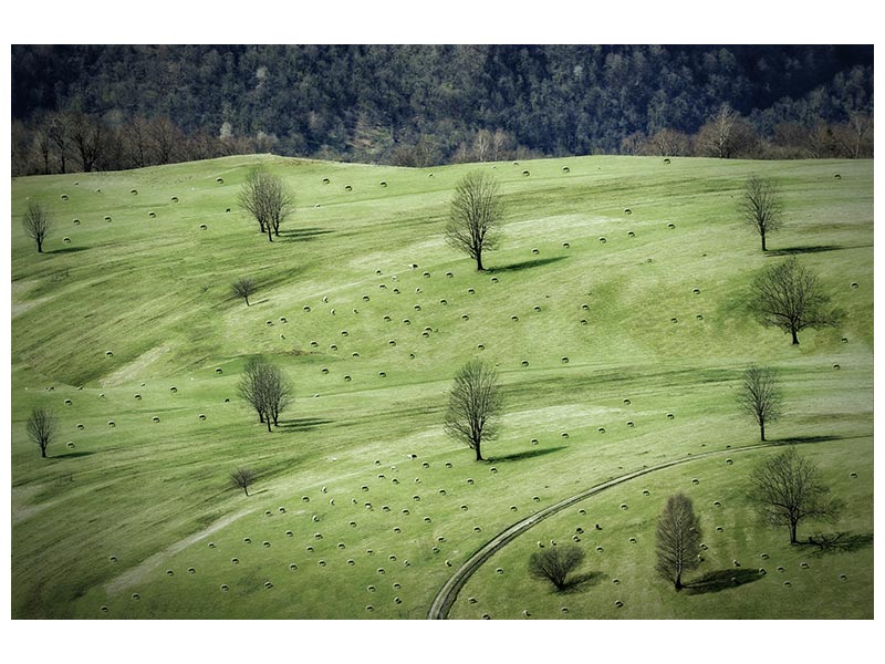 canvas-print-sheeps-x