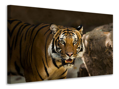 canvas-print-sibirian-tiger