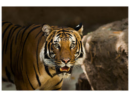 canvas-print-sibirian-tiger